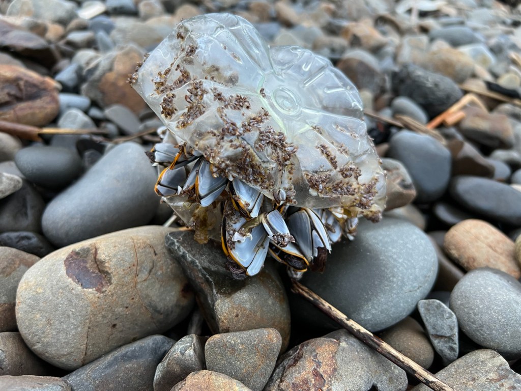 Pelagic gooseneck barnacles Lepas (large and a small size classes) attached to a squashed clear plastic bottle of jug, the whole thing resting on cobbles.