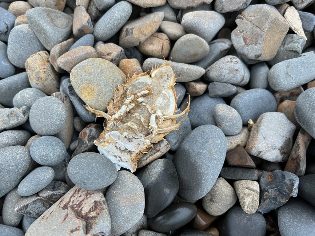 The underside of a female Dungeness crab abdomen resting on cobbles. 