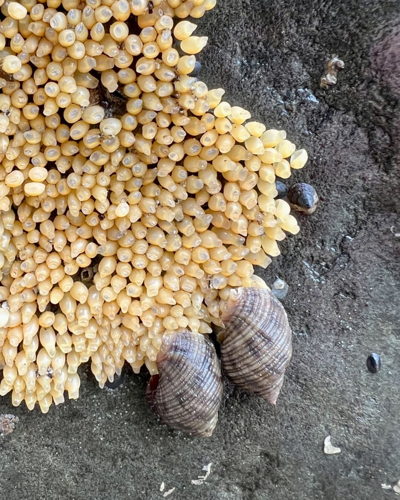 Two Nucella canaliculata on a rock with what look to be a hundred or more freshly laid egg capsules.