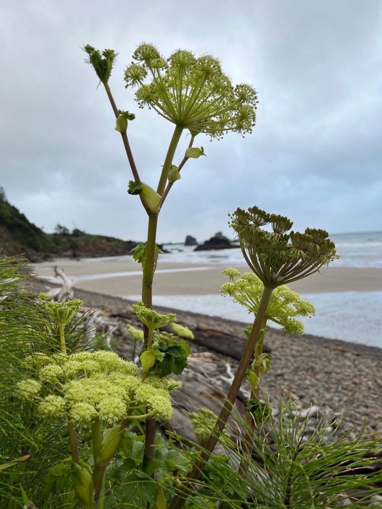 Seawatch, just coming into bloom in the foreground; cobbles, sand, and the surf zone in in the background. Cloudy skies.