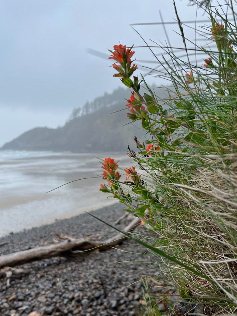 Seascape with Indian paintbrush in the foreground.