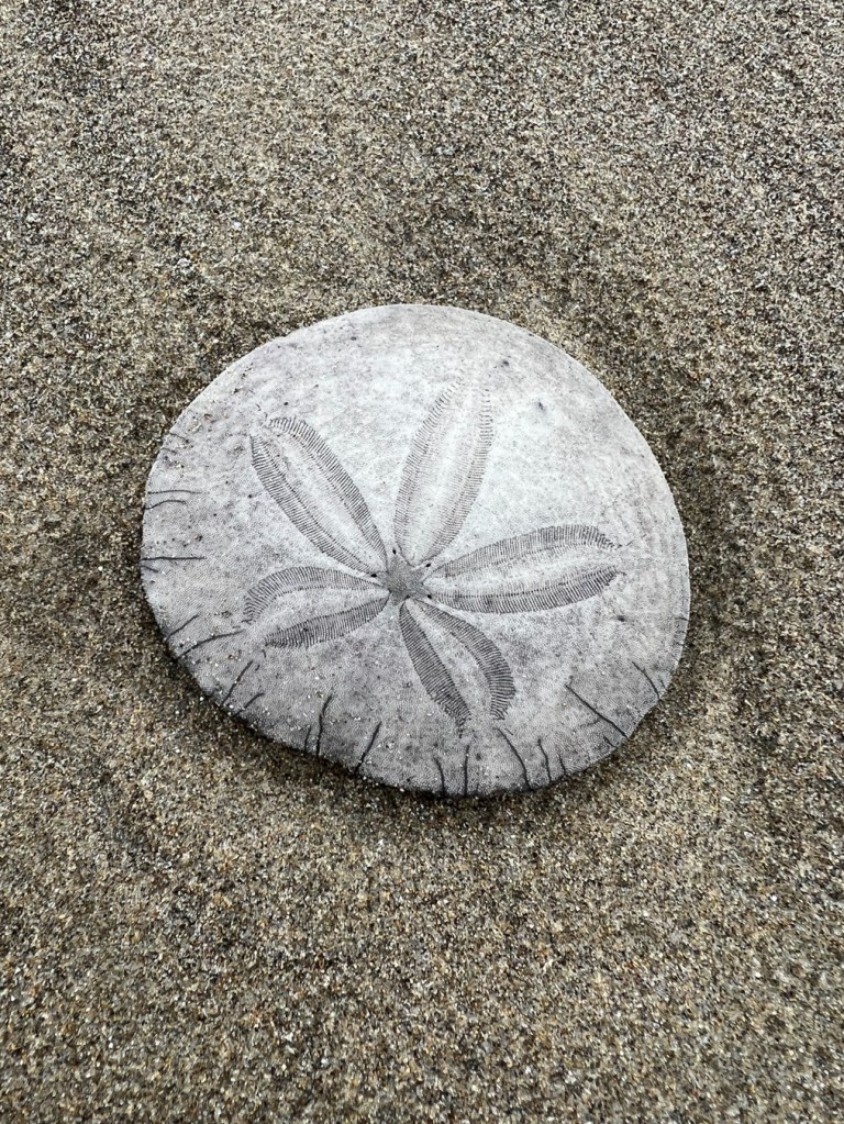 A whole sand dollar shell washed on on beach sand dimpled by raindrops.