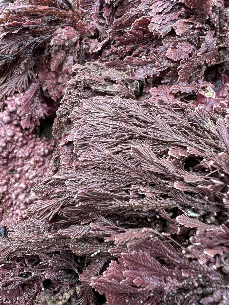 Intimate view of a few species of corallines carpeting a vertical surface.