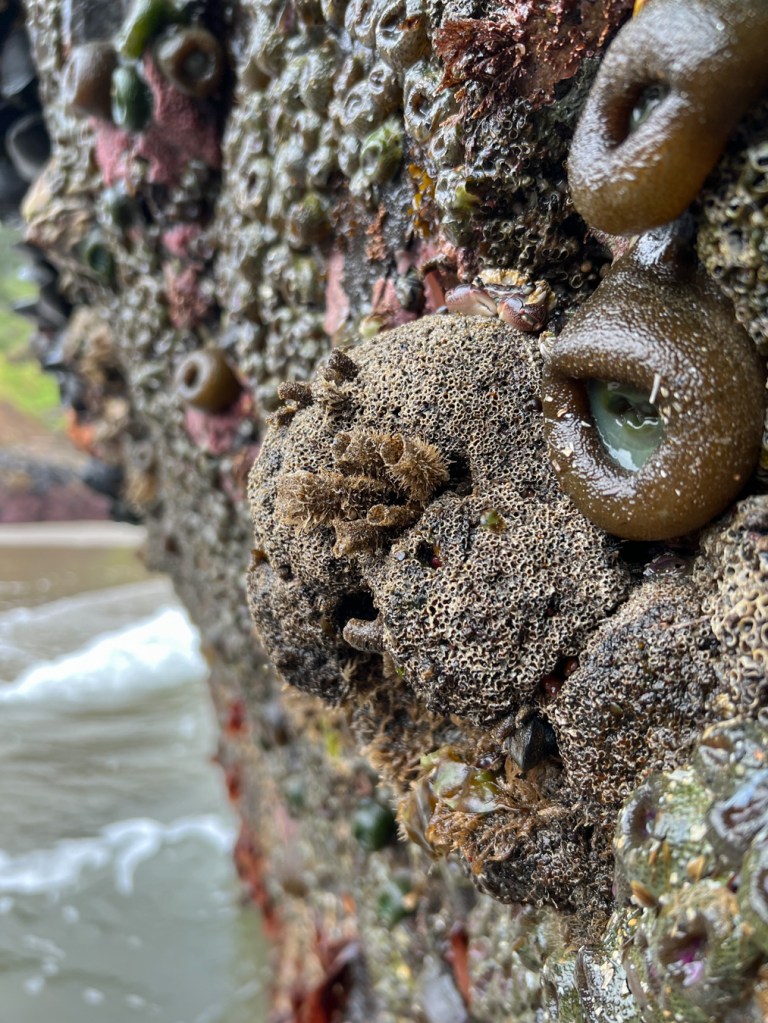 Living colonies of Dodecaceria fewkesi on a vertical wall. Anemones and surf in the background.
