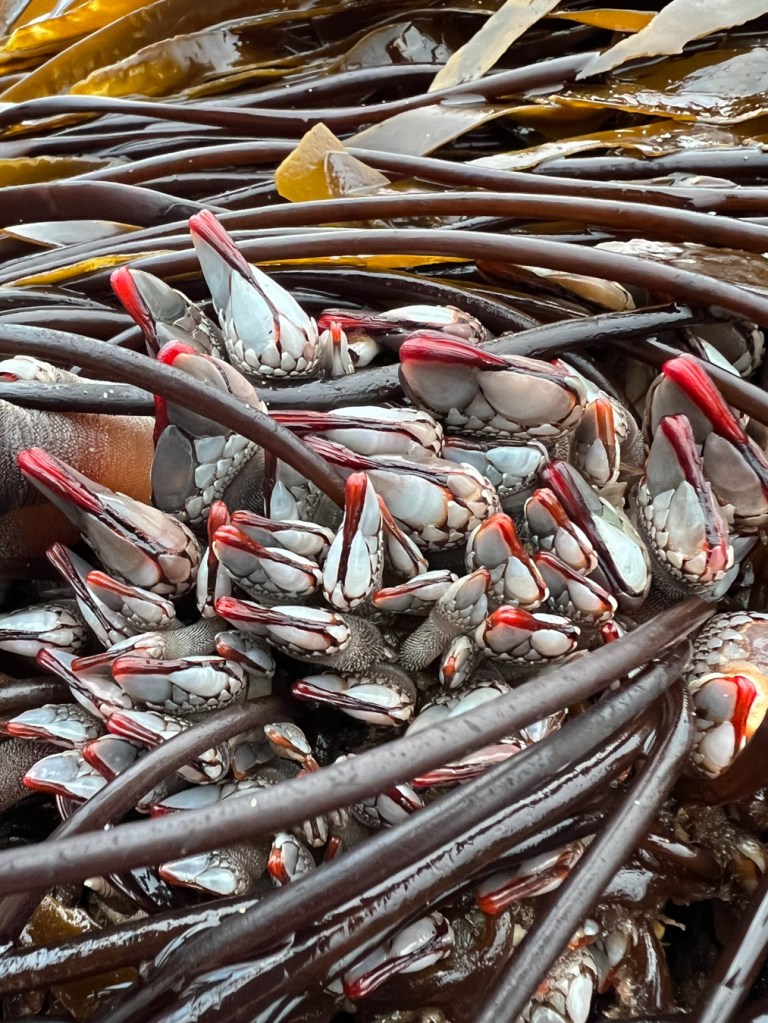 Gooseneck barnacles in a bed of kelp stipes. Glorius red soft tissue.
