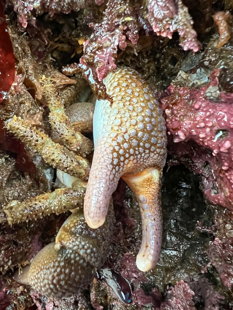 Closeup on the right pinching claw of a granular claw crab in its rocky crevice hiding place. A second individual can be seen beneath.