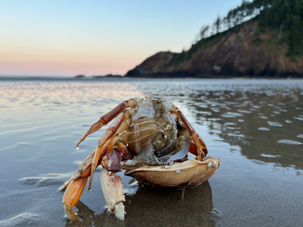 An intact Dungeness crab Metacarcinus magister exoskeleton with the carapace flipped over the top, on wet beach sand. Headland in the background. Beyond, a pink morning glow on the horizon. 