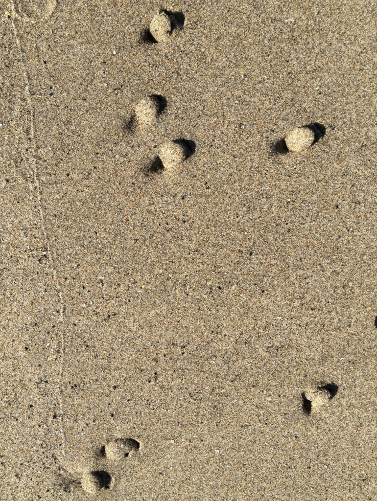 Six dimples on clean sand. There's a purple olive beneath each one.