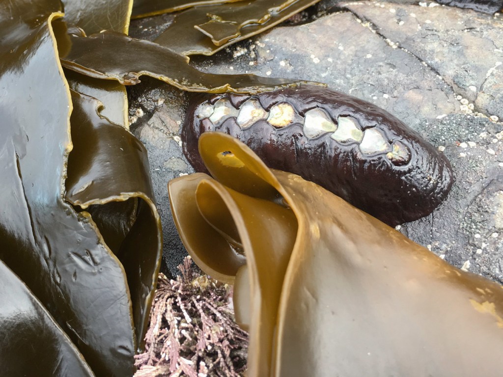 A fairly closeup view of a single black leather or Katy chiton on a bare rock in between blades of sea cabbage. 