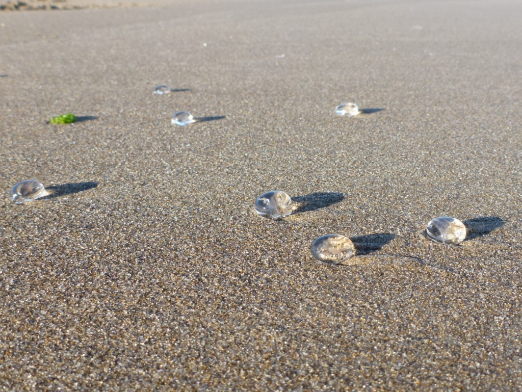 At least seven sea gooseberries washed up and casting a shadow on clean, undisturbed beach sand.