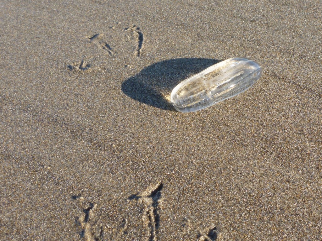A cucumber-shaped comb jelly next to western gull tracks on moist sand