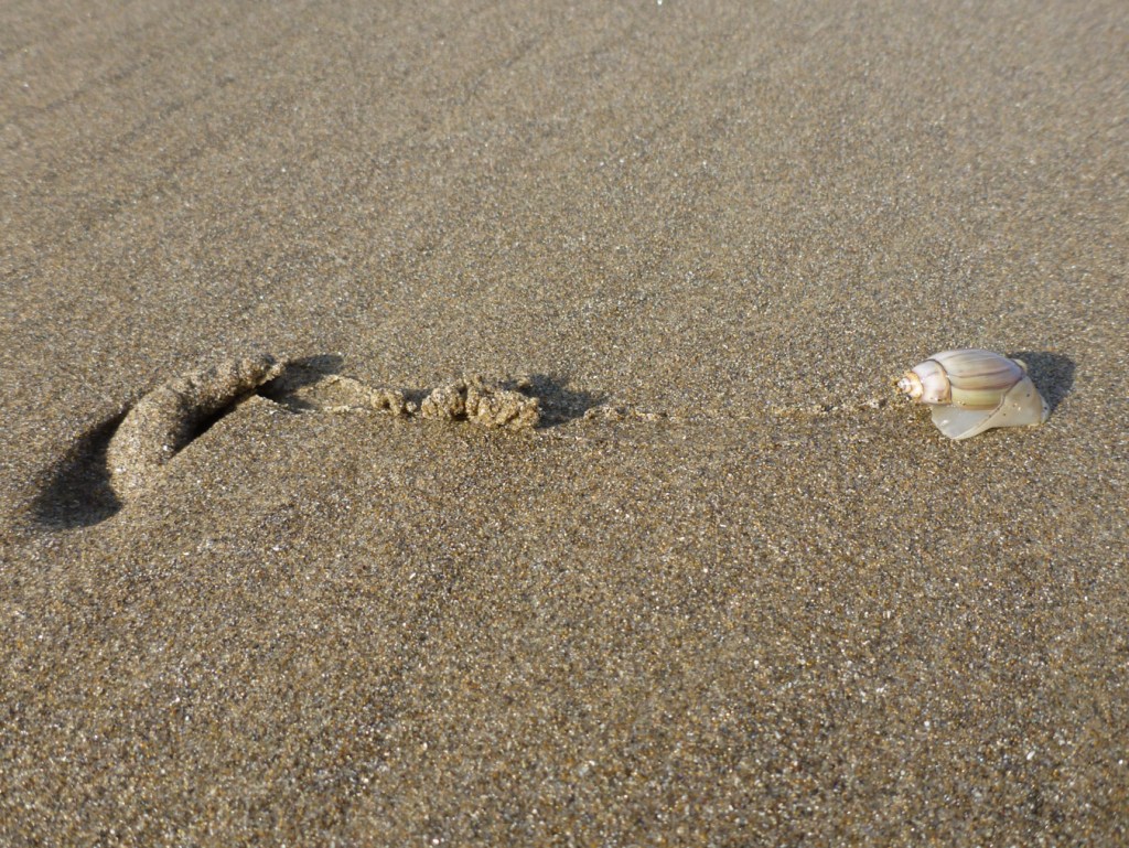 A single snail has left its burrow and is now moving over clean beach sand, barely leaving a trace.