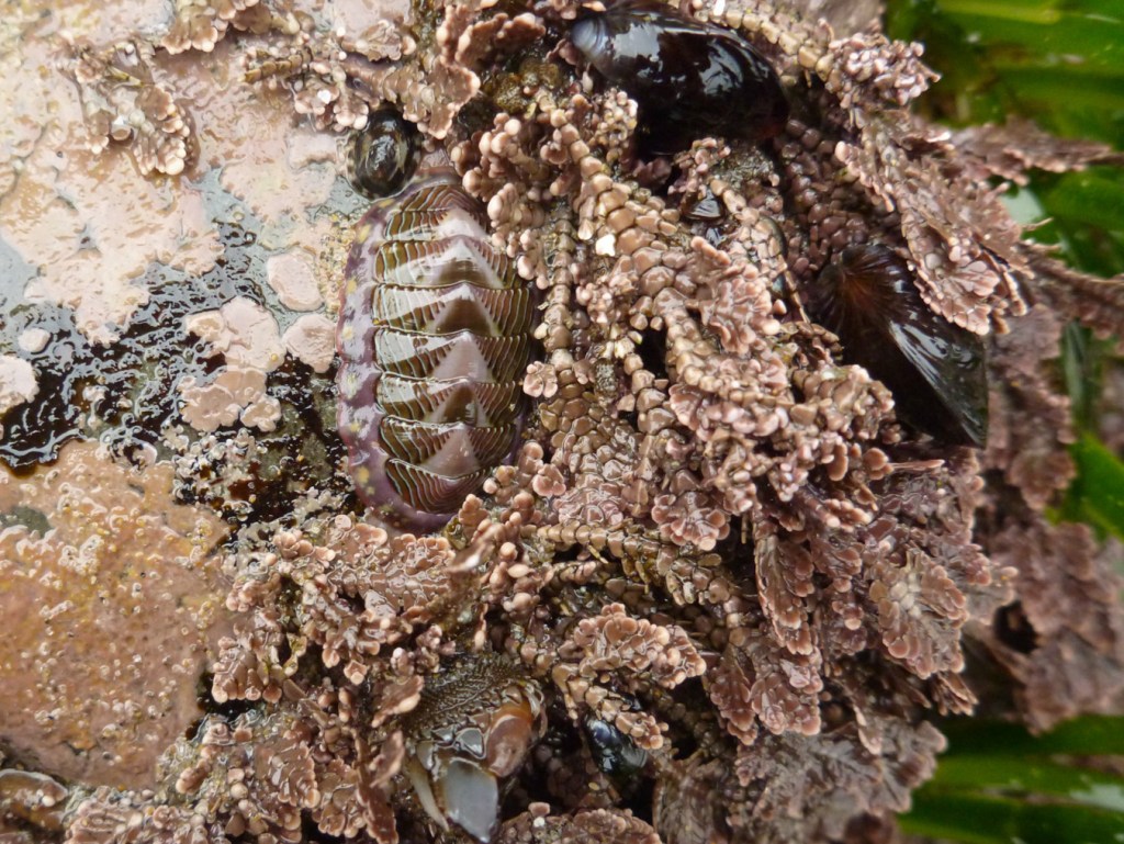 A kind of shy looking chiton with its head down, tucked into some articulated corallines, crustose corallines, mussels, a limpet, and surfgrass also make an appearance.