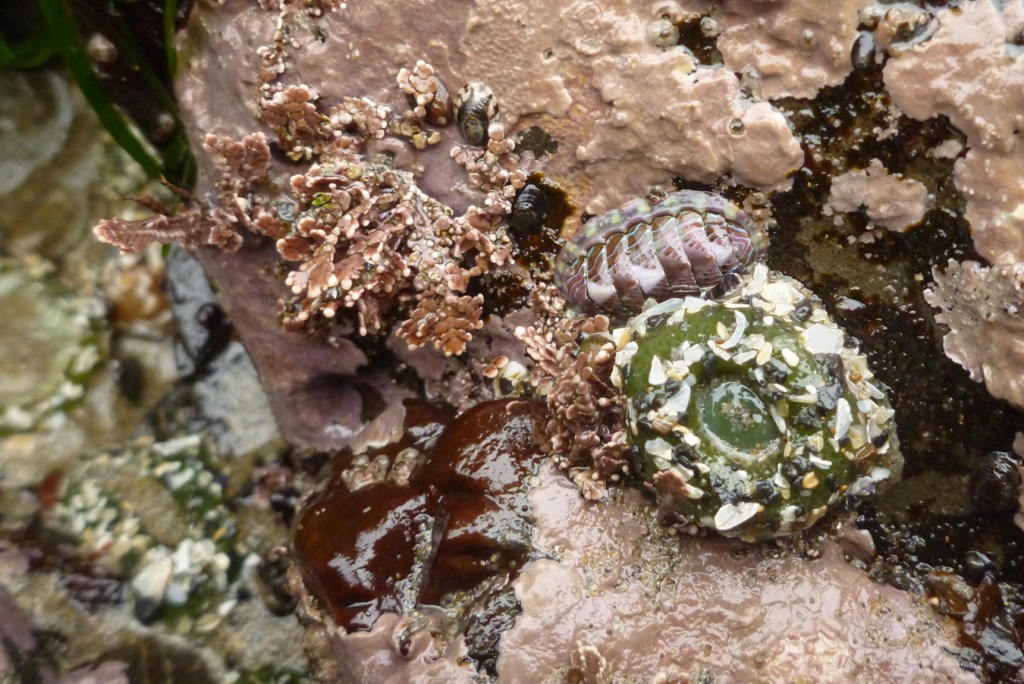 Chiton among crustose corallines, articulated corralines, some red blades, and a giant green anemone.  