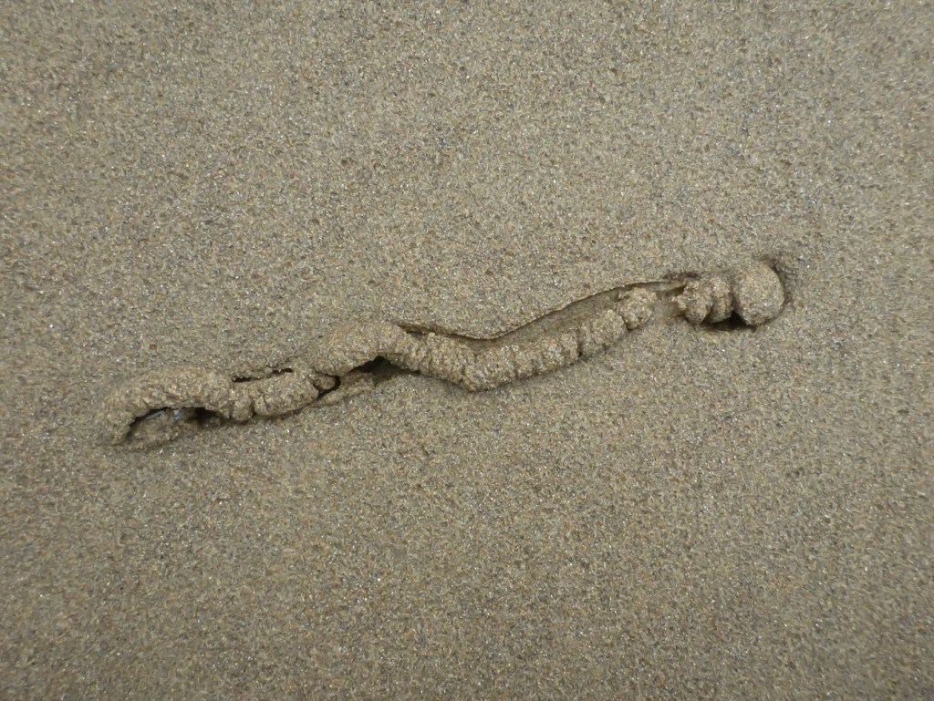 A mounded tunnel created by a single olive burrowing just under the surface.