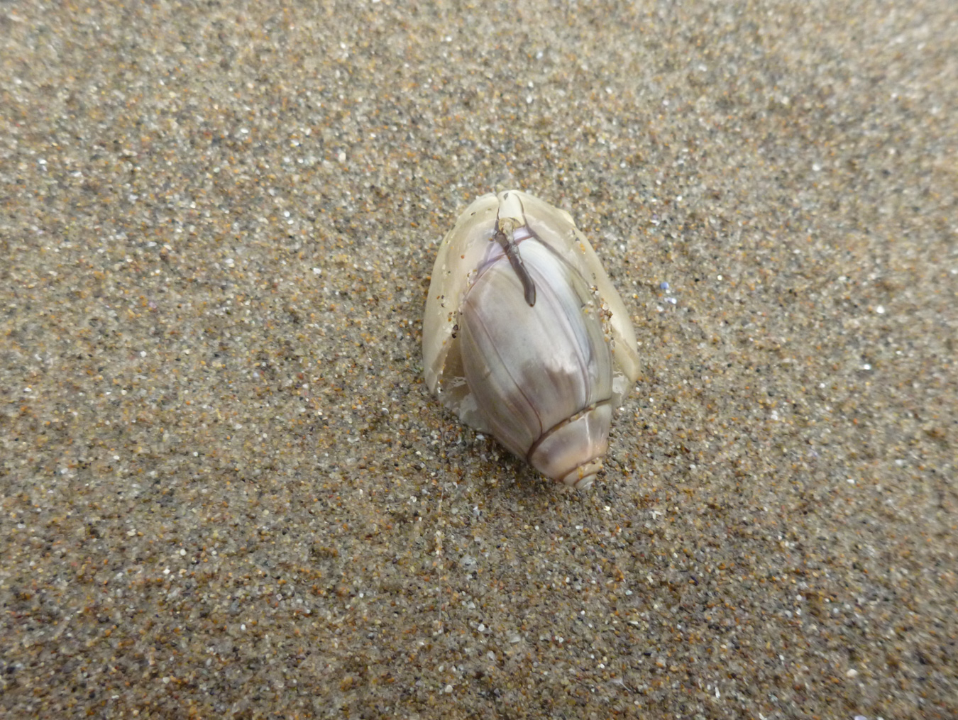 Snails – theoutershores