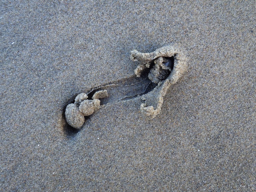 A barely visible purple olive acting very much like a snowplow, plowing through wet sand.