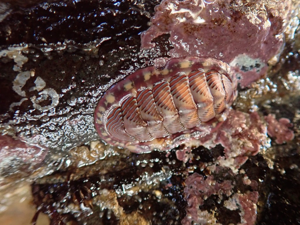 Closeup on a chiton upside down in a crevice.