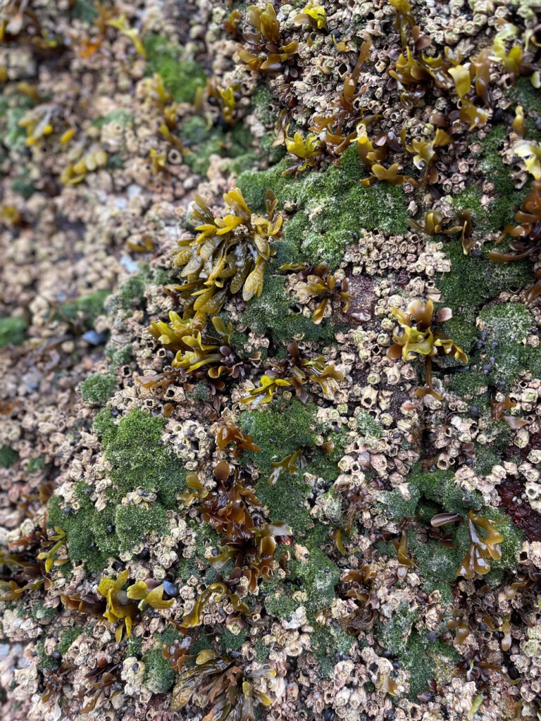 A high intertidal wall with a good scattering of Fucus, Cladophora, and acorn barnacles, Balanus glandula.