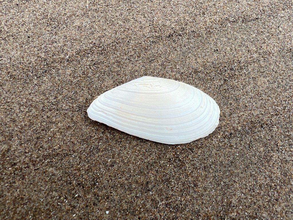 One valve of a long, narrow bleached shell rounded on one end, kind of pointed on the other end. Laid out on beach sand with the exterior surface exposed.
