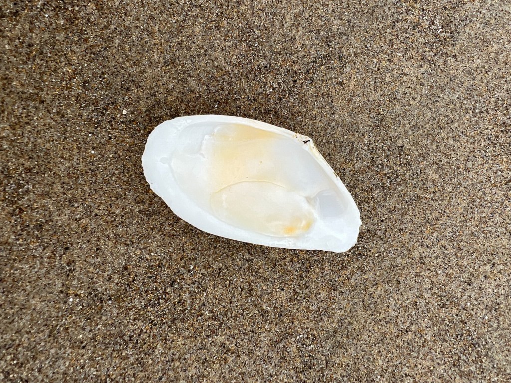 One valve of a long, narrow bleached shell rounded on one end, kind of pointed on the other end. Laid out on beach sand with the interior surface exposed.