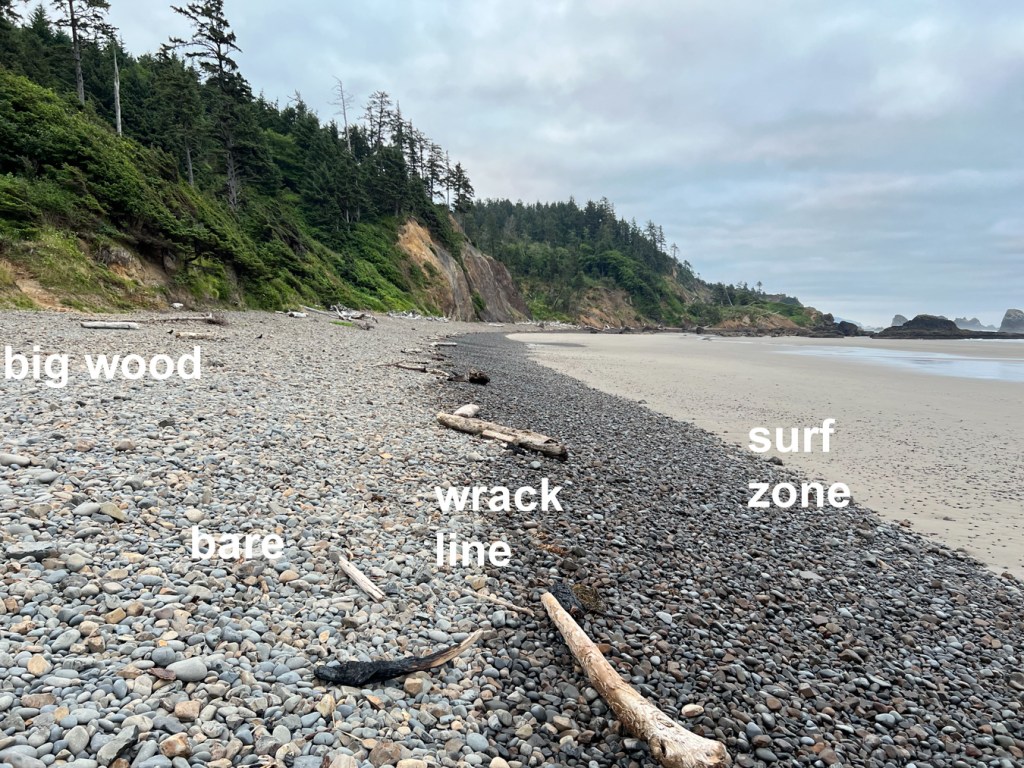 A labeled beachscape indicting a zone of big wood (highest, way up in the cobbles), a bare zone (dry cobbles), the wrack line (at the top edge of the wet cobbles), and the surf zone (the lowest zone, here wet cobbles and wet sand). 
