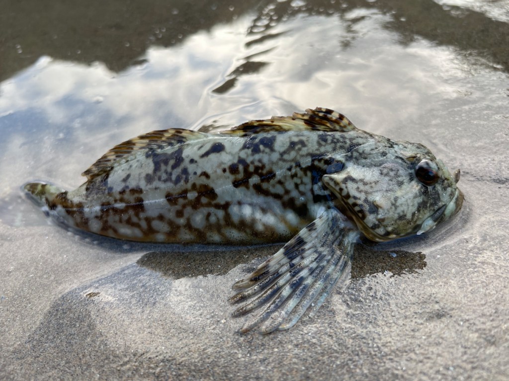 A decent-sized cabezon mostly resting out of the water at the edge of a sand-filled tidepool.