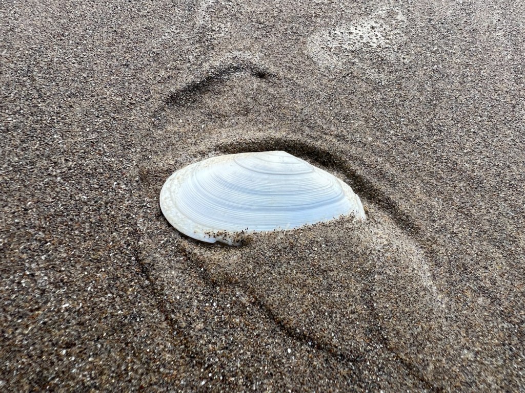 A bleached tellin (one valve) on sand which has a pattern from earlier shwash.