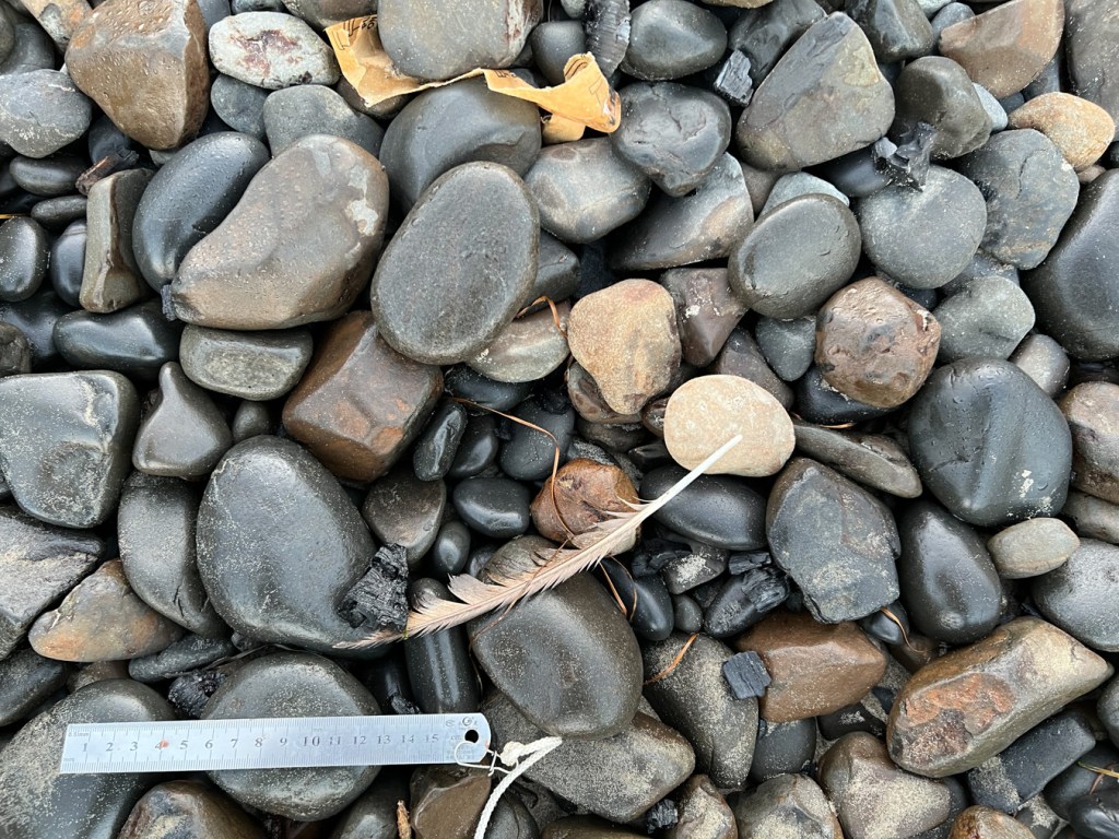 Cobbles, a feather, and a piece of paper debris. 15 cm rule for scale.