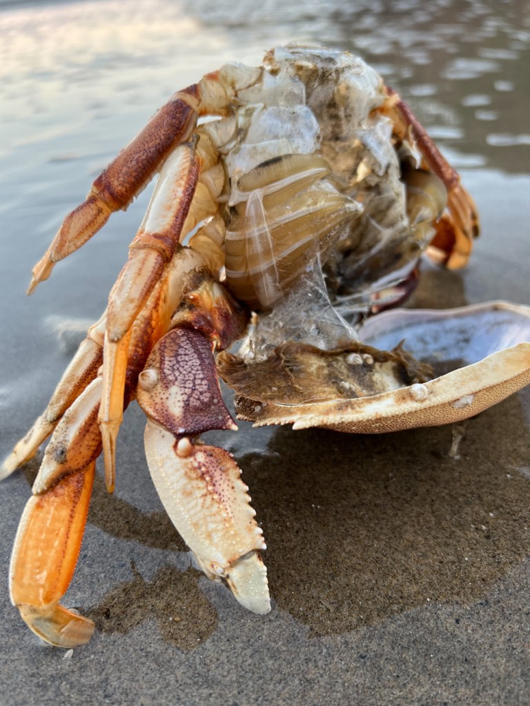 A complete freshly molted Dungeness crab exoskeleton on wet sand. 