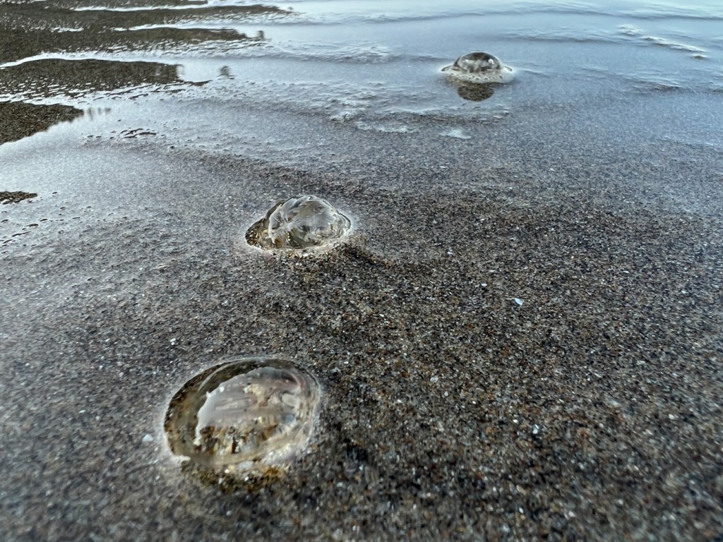Three sea gooseberries line up naturally from close to distant in the swash.