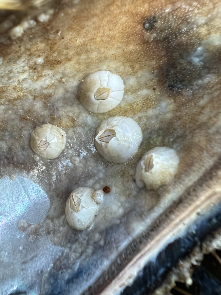 Closeup on five barnacles living on the inside of a washed up California mussel shell.
