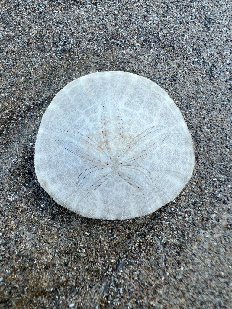 Closeup on a whole bleached sand dollar test (skeleton) on wet sand.