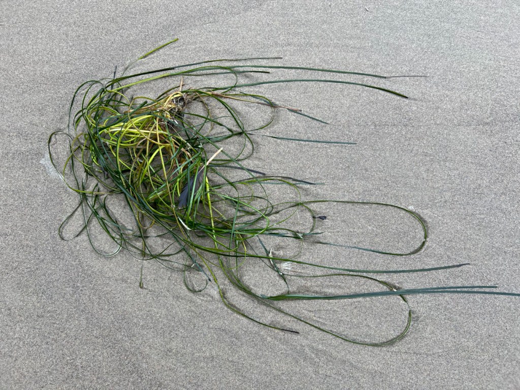 A tangle of drift Phyllospadix cast up on wet beach sand
