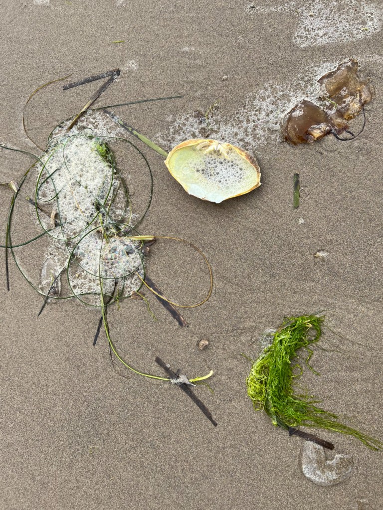A beach cast mix including fragments of two species of jellyfishes, a Dungeness crab carapace, surfgrass, eelgrass, a common green seaweed, and sea foam. 