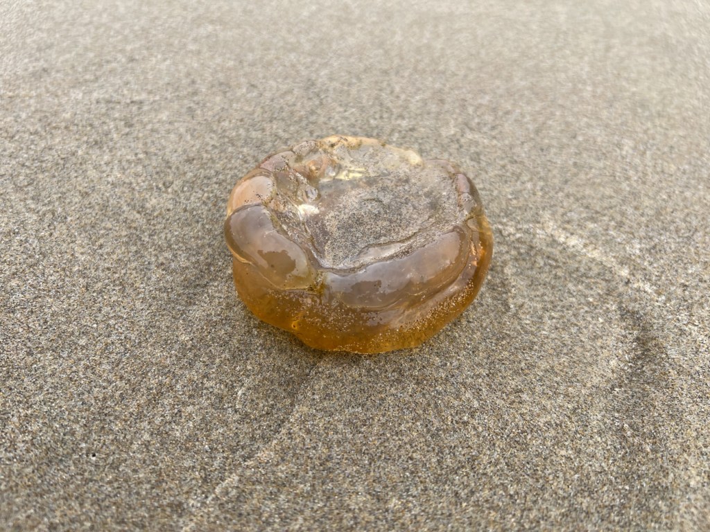 Closeup of a Pacific sea nettle jellyfish Chrysaora fuscescens fragment resting on the sand.