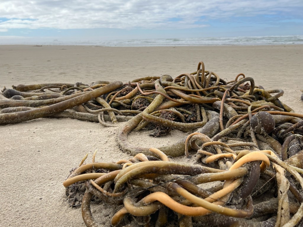 A tangle of drift bull kelp stipes rests on the sand, surf zone in the distance. I few thin clouds.