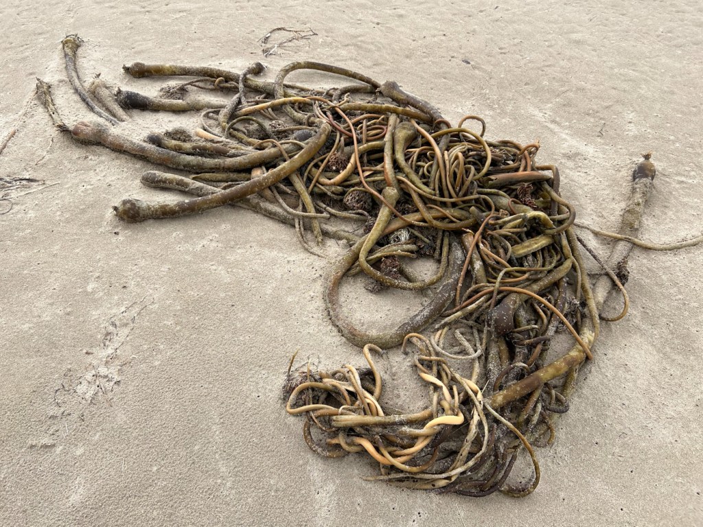 A tangles mass of drift bull kelp on drying sand.