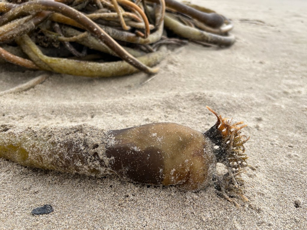 Closeup on a decaying bull kelp (Nereocystis luetkeana) float. Sand with beach hopper workings. A tanglle of bull kelp stipes in the background. 