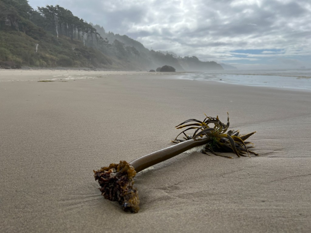 In the foreground, a lone drifted Postelsia, holdfast and all, on a deserted beach. In the left-hand distance, forested cliffs. In the right-hand distance, the swash and surf zones. Mostly cloudy sky. 