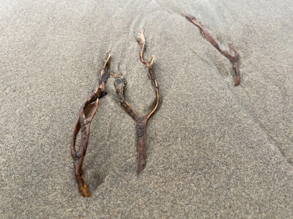 Tattered branch tips of drift Lessoniopsis litoralis remains rise above swash-scoured sand.