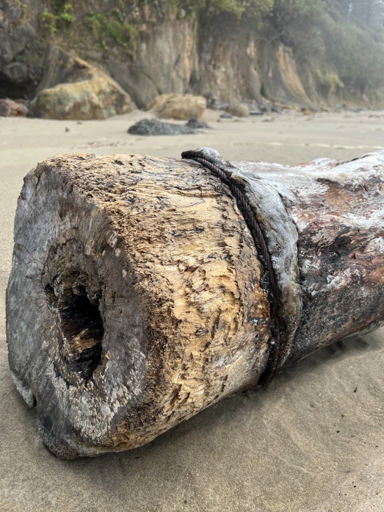 A short section of a long dead drifted tree, sawn on both ends to make it short, with an old cable attached. The cable may have girdled and killed the tree. The view is landward. The short section of log is on sand. Cliffs in the background