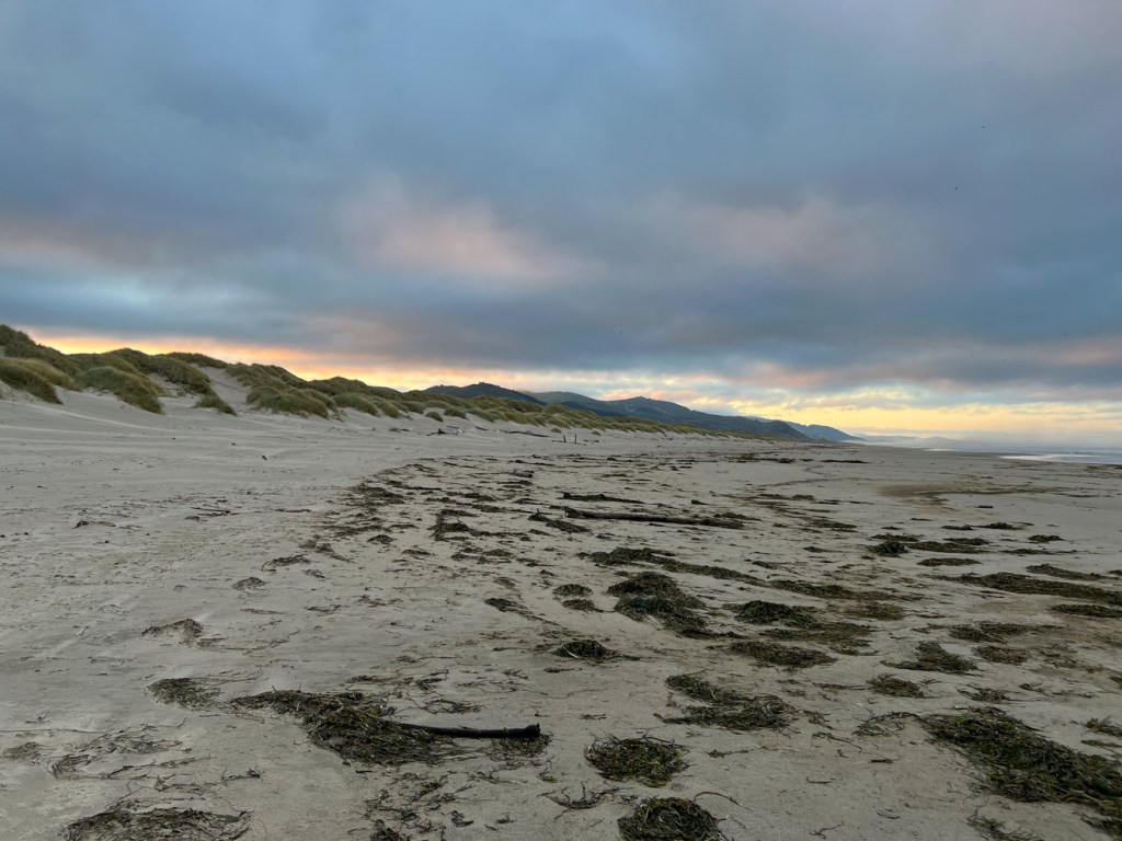 View down the beach to the south. A broad band of washed up kelp and eelgrass. Ammophila-cloaked dunes on the left-hand side. Cloudy sky.