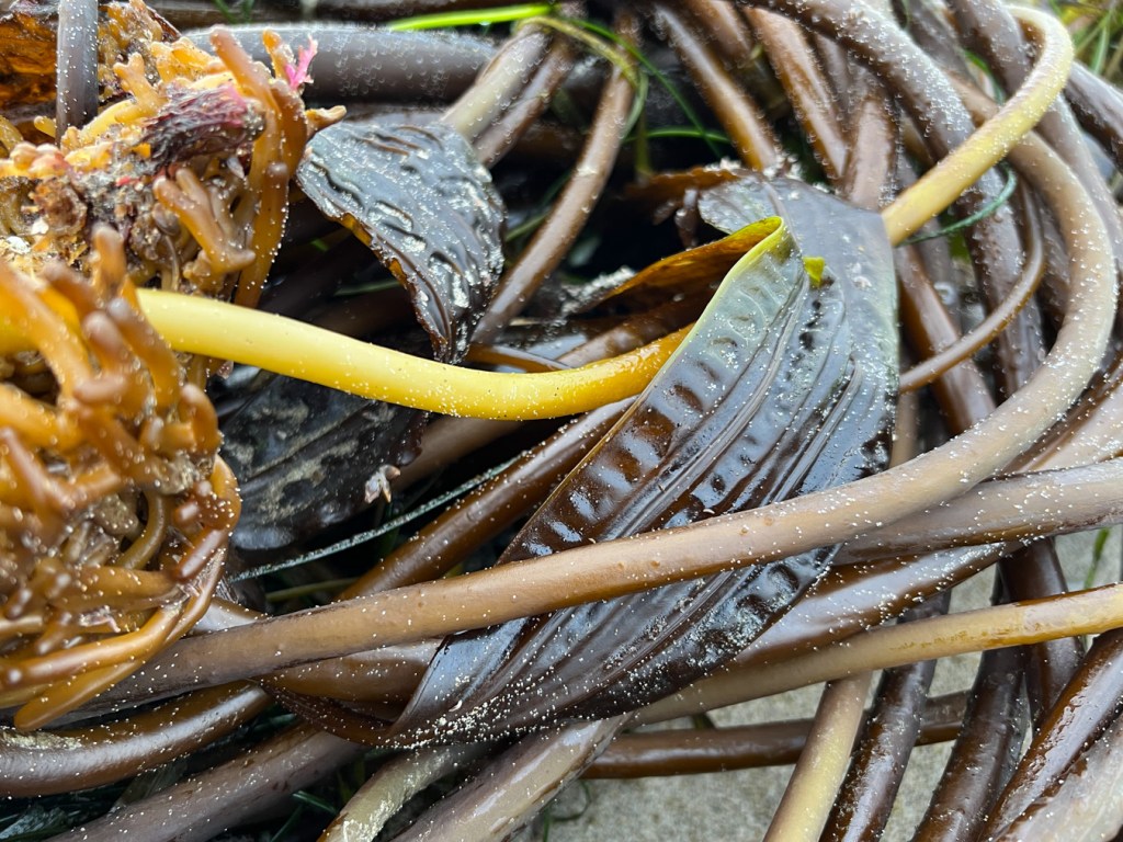Closeup on two Costaria blades framed by bull kelp stipes on the right and bull kelp holdfasts on the left.