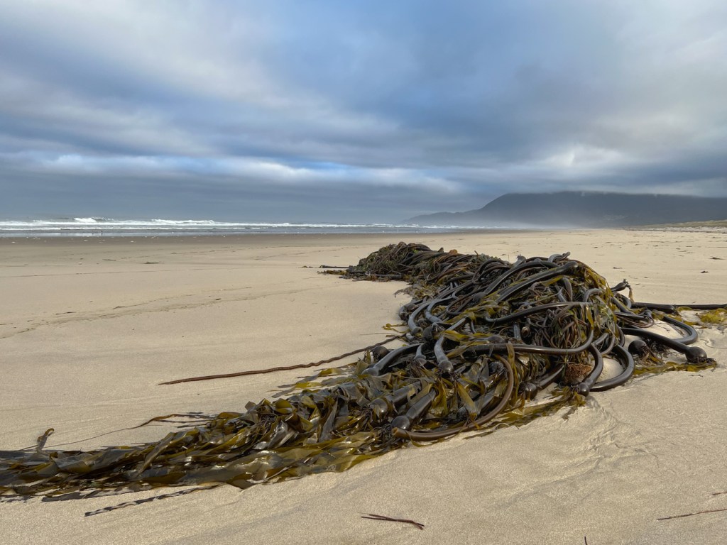 A large drift mass of many stipes. The view is to the north. In the mid ground, beach. In the righth-hand background, Neahkahnie Mountain. In the left-hand background, the suf zone and beyond. Cloudy sky.