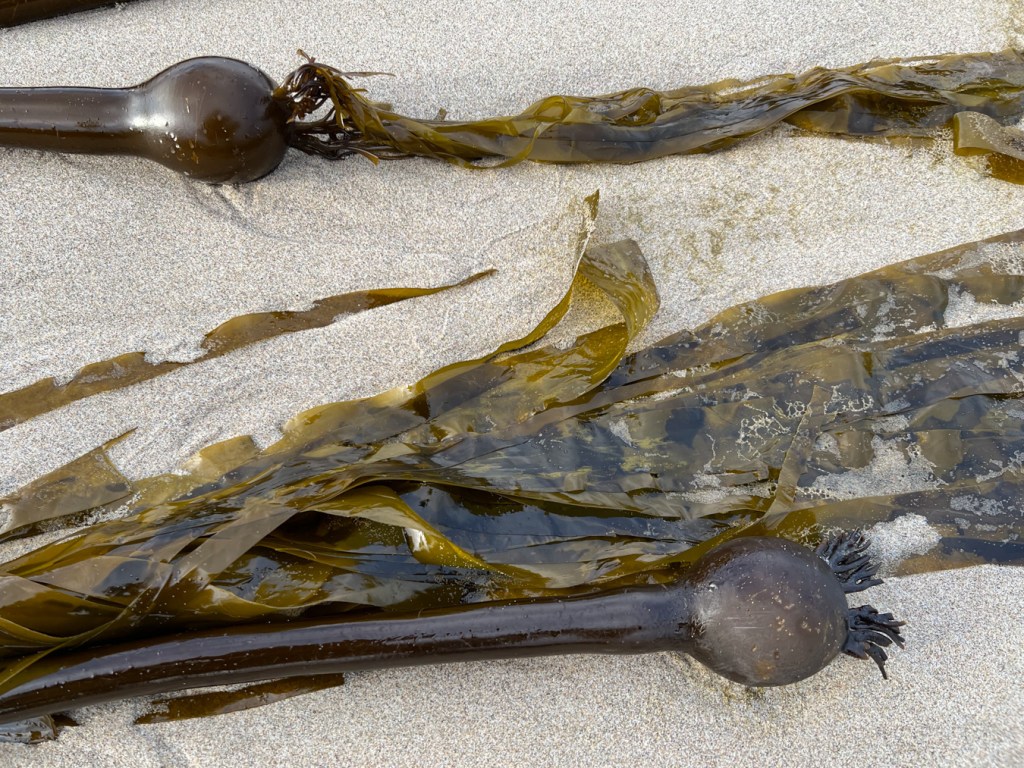 Two bull kelp floats and several blades on swash-cleaned sand