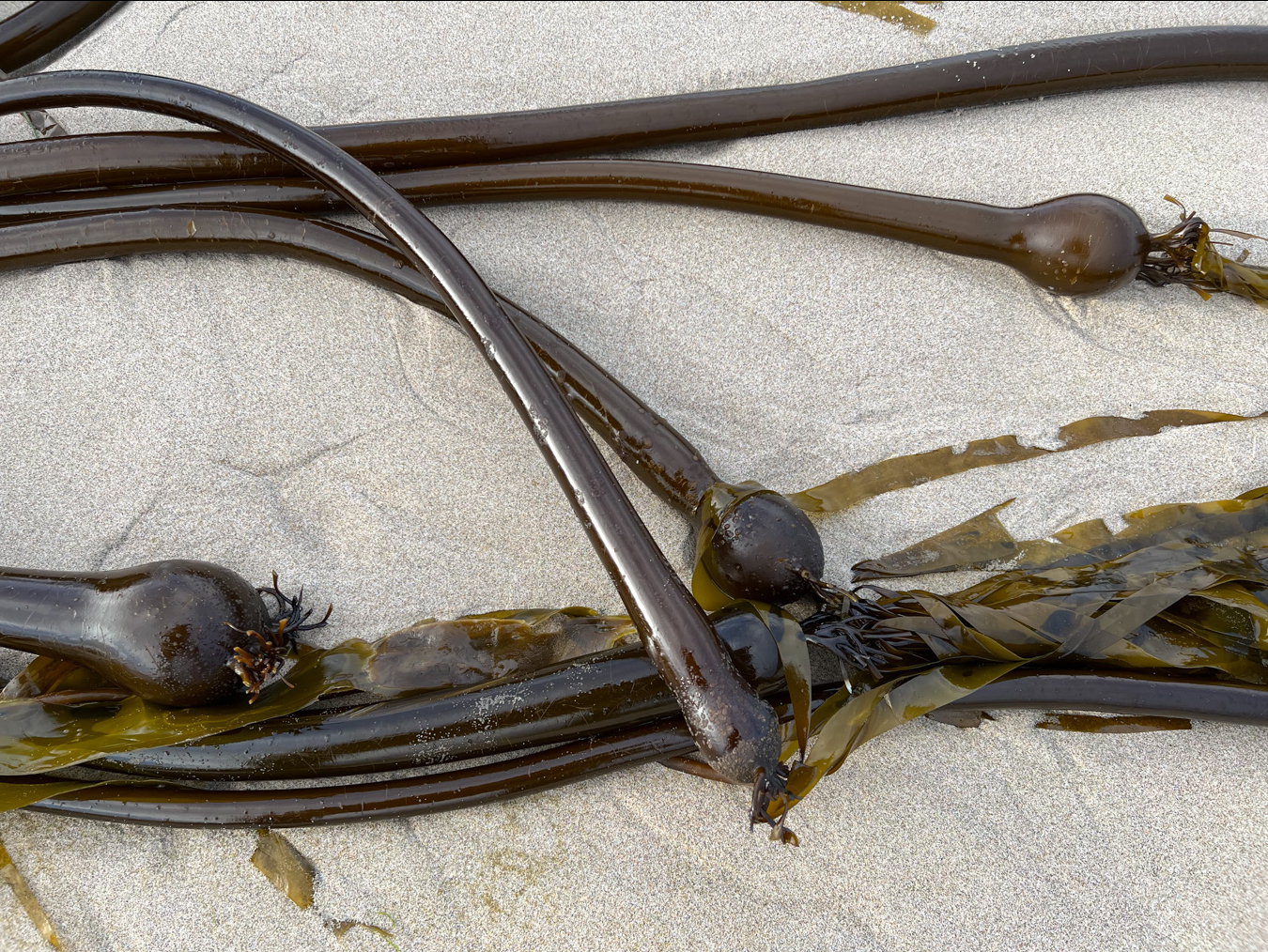 Four stipes and floats on swash-cleaned sand.