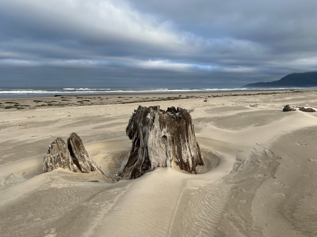 A seascape featuring a mostly buried stump. in the midground, beach with a broad band of sea wrack. Beyond that, the surf zone. A distant headland off to the right.