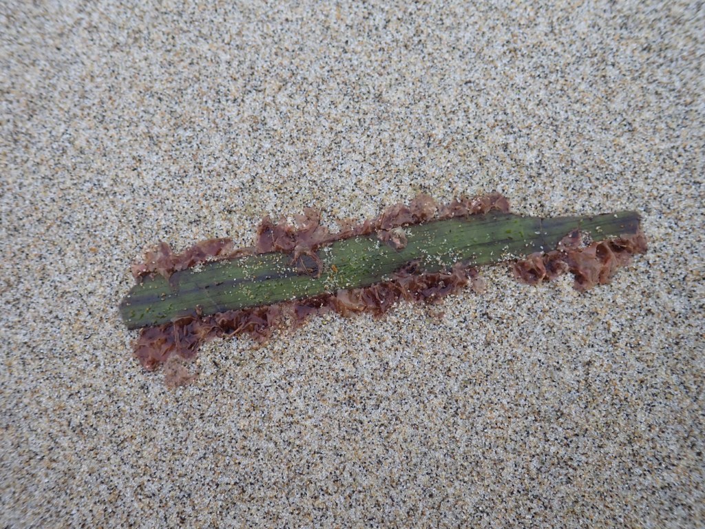 Looking straight down on a fragment of drifted eelgrass (Zostera) fringed with the epiphyte Smithora naiadum. The eelgrass fragment is resting on clean beach sand.