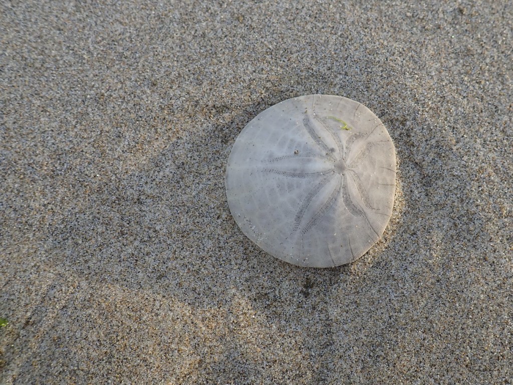 Low morning sunlight illuminates half a sand dollar test (skeleton) while casting a sand dollar shadow on the sand.